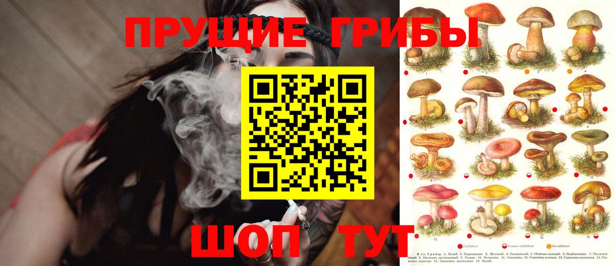 Звенигород  Псилоцибиновые грибы GOLDEN TEACHER  Вход с VPN 